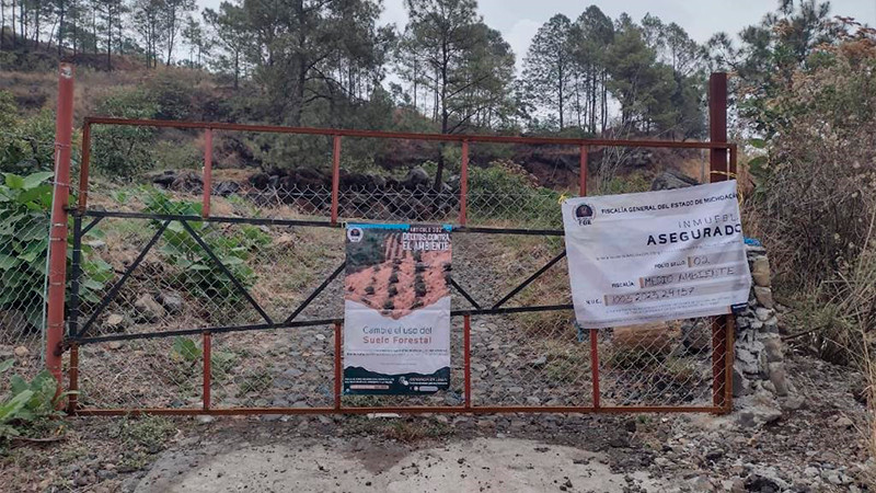 Aseguran en Ziracuaretiro, Michoacán predio talado clandestinamente para siembra aguacate