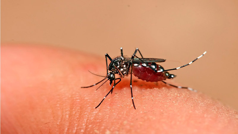 En Oaxaca, autoridades de salud confirman 11 casos de dengue 