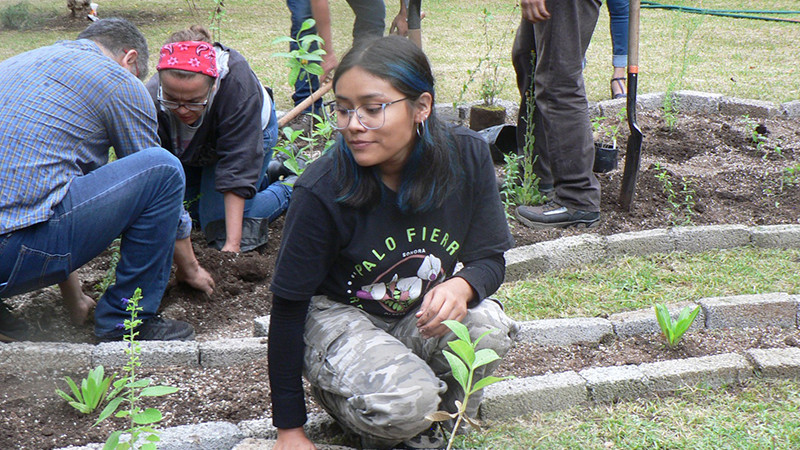 Cofom crea jardines para polinizadores en zonas urbanas
