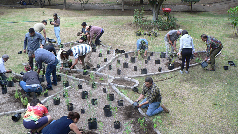 Cofom crea jardines para polinizadores en zonas urbanas