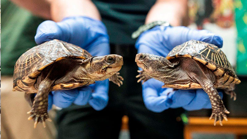 GN rescata a 260 tortugas que estaban en costales en Puebla 