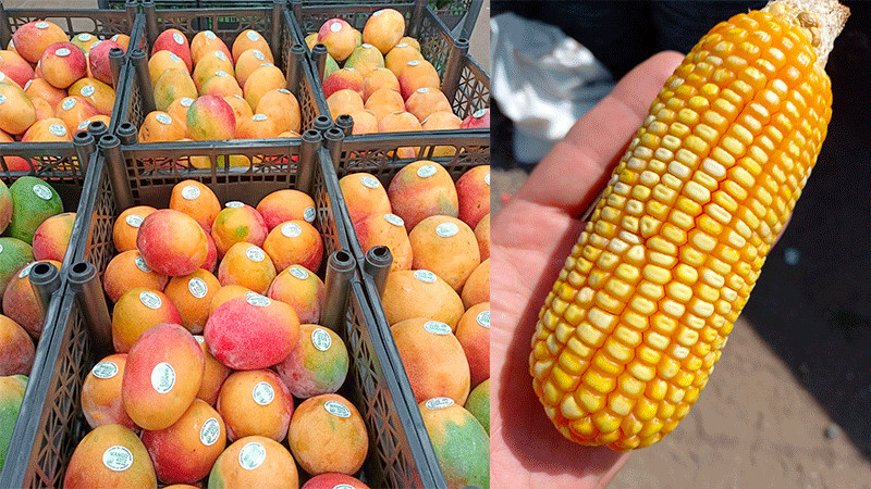 Con AgroSano, Sader apoya a productores de fruta y granos de Apatzingán