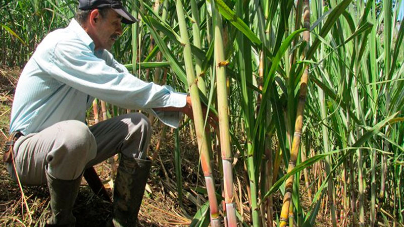 Inician Agricultura y sector cañero trabajos para potenciar competitividad  de más de 30 mil productores