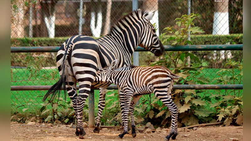  Este verano conoce a las 2 nuevas crías de cebra en el Zoo de Morelia