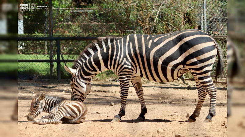  Este verano conoce a las 2 nuevas crías de cebra en el Zoo de Morelia