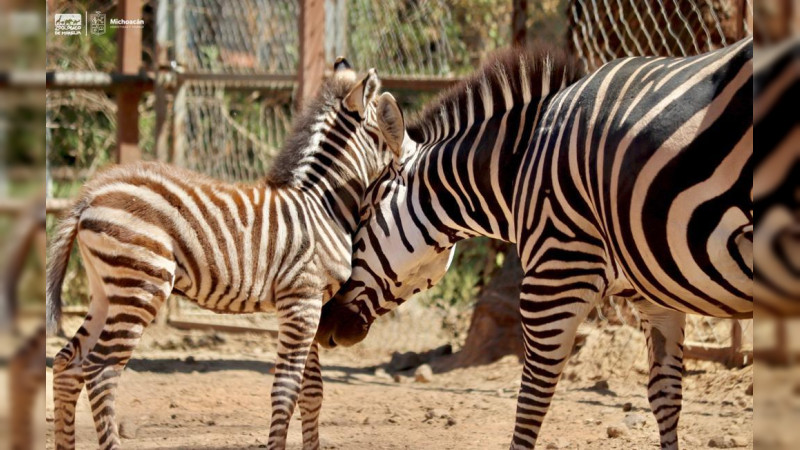  Este verano conoce a las 2 nuevas crías de cebra en el Zoo de Morelia
