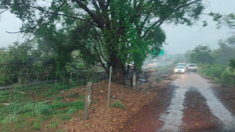 Fuertes lluvias propician caída de árboles en la Autopista Siglo XXI; la vialidad está bloqueada 