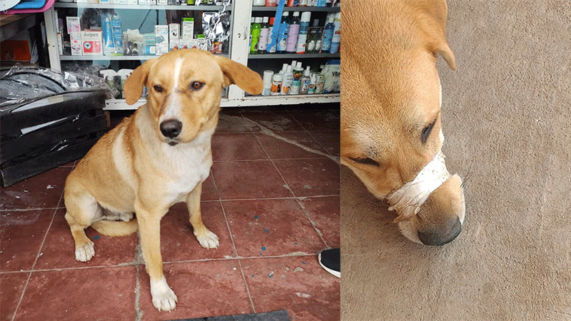 Exponen caso de “Yellow”, perrito amarrado del hocico y abandonado por policías en Zacatecas 