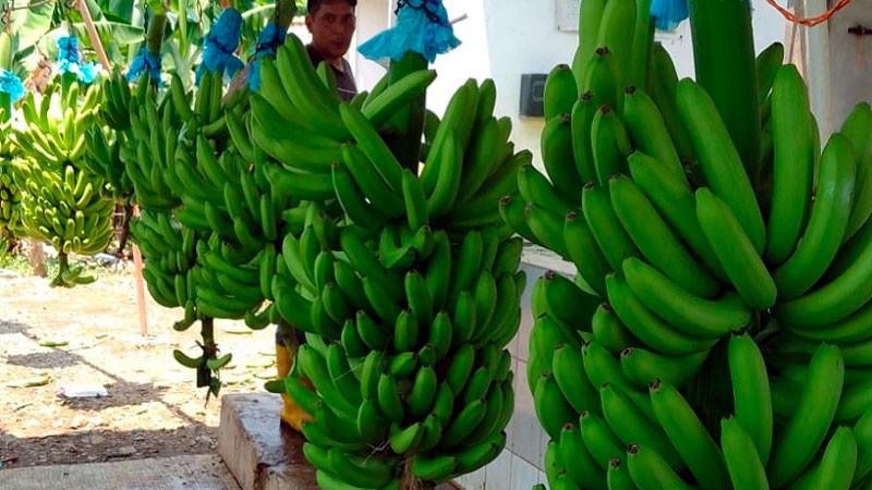 Cae producción nacional de plátano al tope más bajo; piden defender precio 