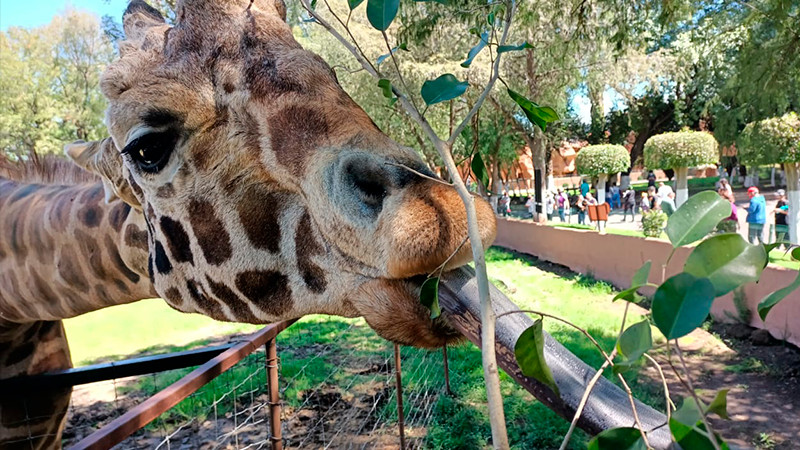 Prepara ZooMorelia homenaje a “Muñeco” 