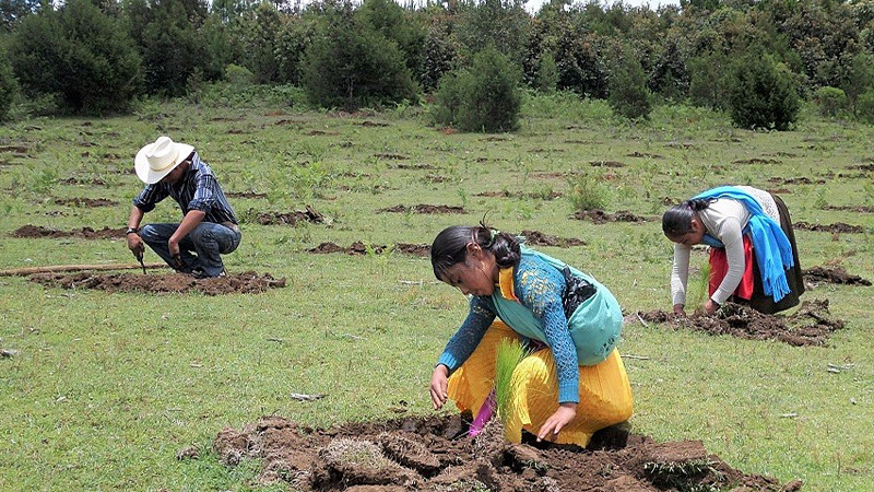 UMSNH realizará la jornada “Reforestemos nuestra Universidad”