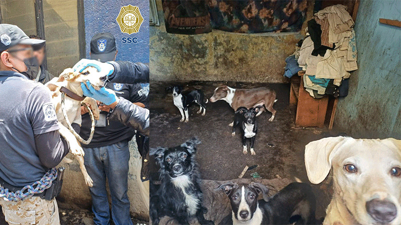 Dieciocho perritos rescatados y 7 más encontrados sin vida en una casa de la GAM 