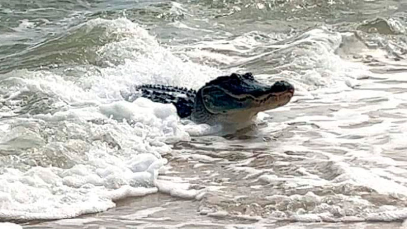 Alertan sobre presencia de cocodrilo en playas de Lázaro Cárdenas, Michoacán 