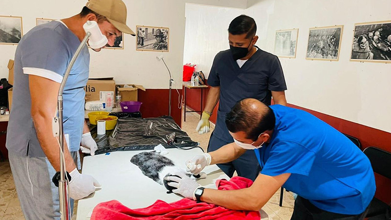 Anuncia Salud Michoacán esterilizaciones canina y felina en Erongarícuaro y Janitzio
