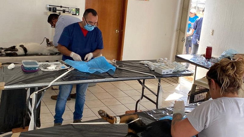 Anuncia Salud Michoacán esterilizaciones canina y felina en Erongarícuaro y Janitzio