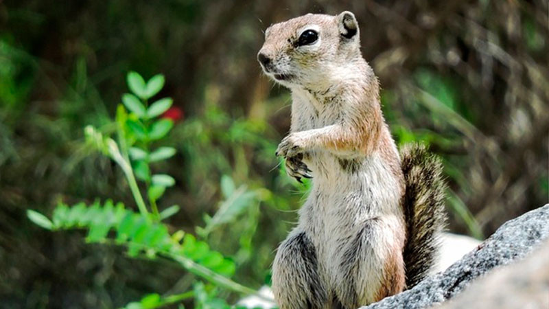 Actualizan Visor de Fauna en Áreas Naturales Protegidas mexicanas para mejor experiencia 