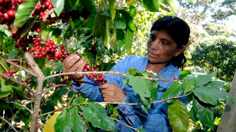 Llama México a fortalecer sistemas de producción de café, por familias cafeticultoras y agrícolas 