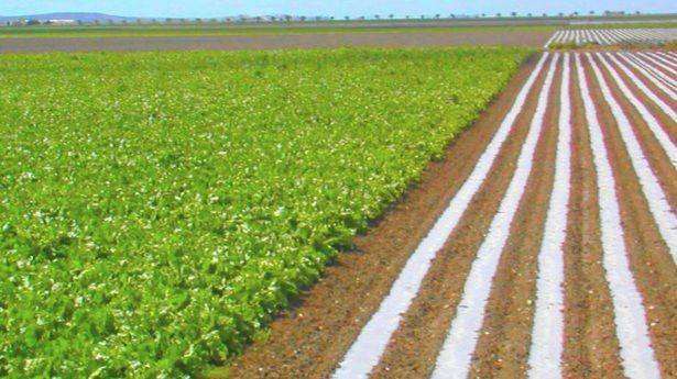 Hacen aplicaciones para productores 