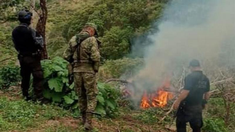 En Madero, GC y Sedena localizan y destruyen plantío de marihuana