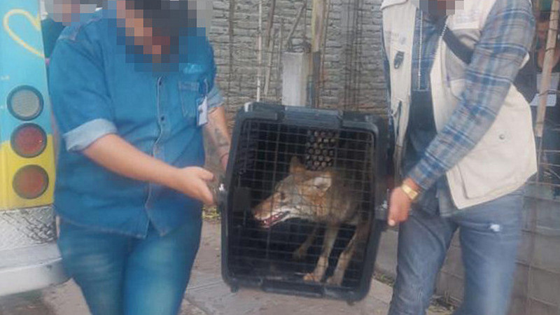 Aseguran tres ejemplares caninos y un coyote en condiciones de maltrato en Zamora 