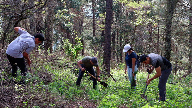 Reforestan con más de 3 mil pinos los bosques del municipio de Madero en Michoacán