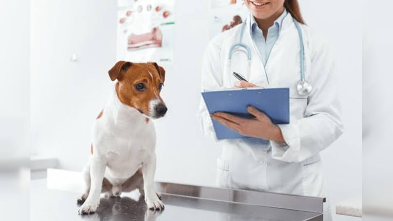 Abrirá Clínica Veterinaria Municipal en Morelia para Atender a Mascotas 