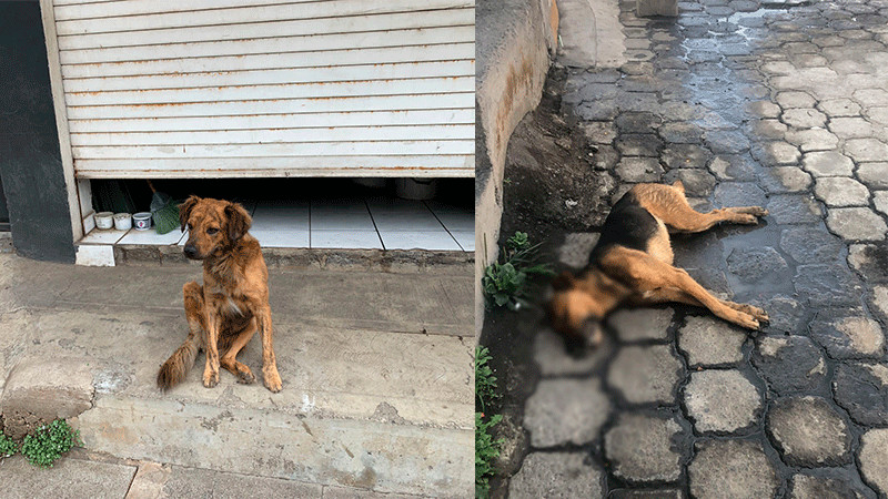 En Paracho en una semana envenenaron a más de 20 perros 