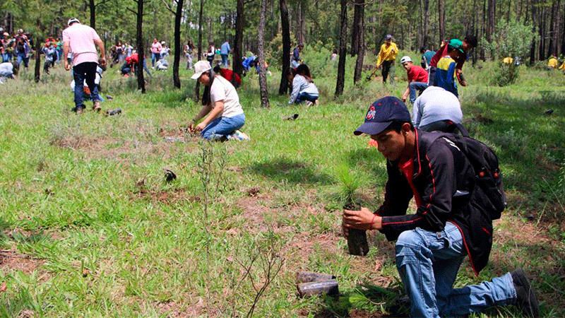 José Luis Téllez Marín participó en la plantación de 2 mil pinos, en el marco del Día Mundial del Árbol y el mes del bosque