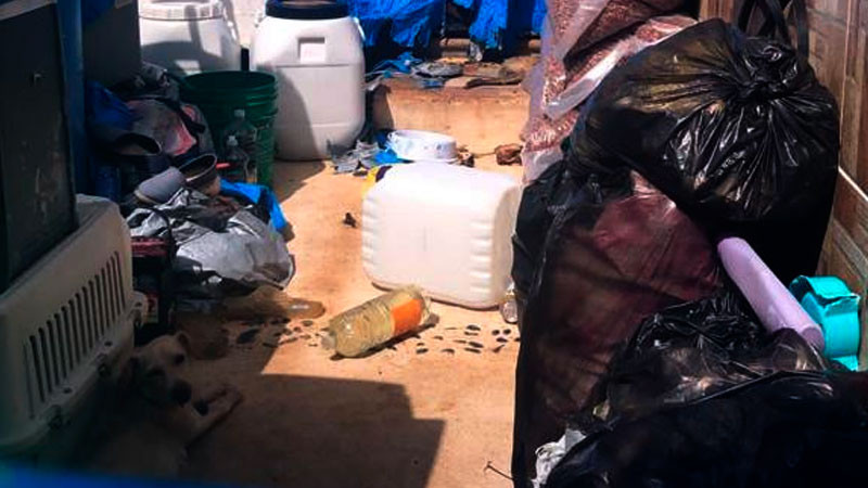Hallan perritos muertos en presunto refugio animal de Cancún; rescataron 5 y un gallo 