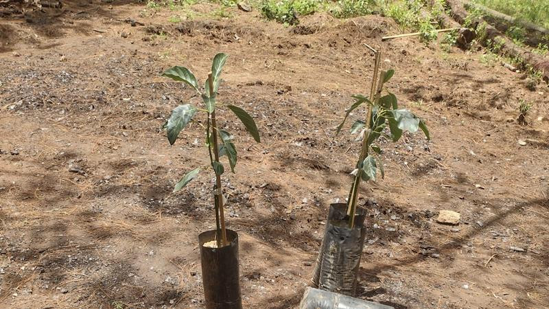 Aseguran predio relacionado en delitos contra el ambiente en Ziracuaretiro; plantaban aguacate 