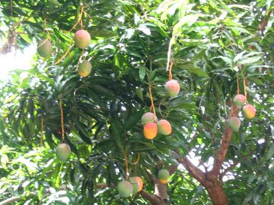 En 2016, no aumenta la superficie de mango, porque no seria rentable: Xavier Chávez Contreras 