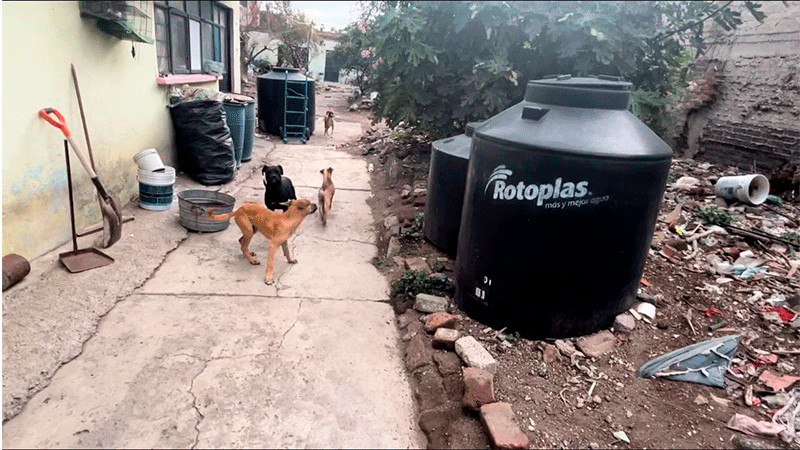 Durante cateo en inmueble de Ecatepec, FGJEM rescata a 10 perritos 