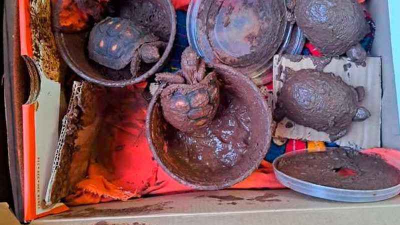 Guardia Nacional rescata cuatro ejemplares de tortuga de una especie protegida enviadas por paquetería, en la CDMX 