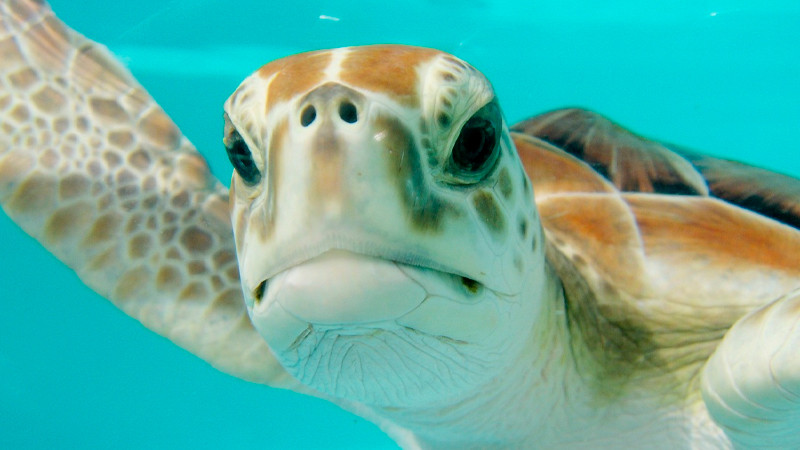 Derrame petrolero provoca muertes de tortugas y peces, en Veracruz 