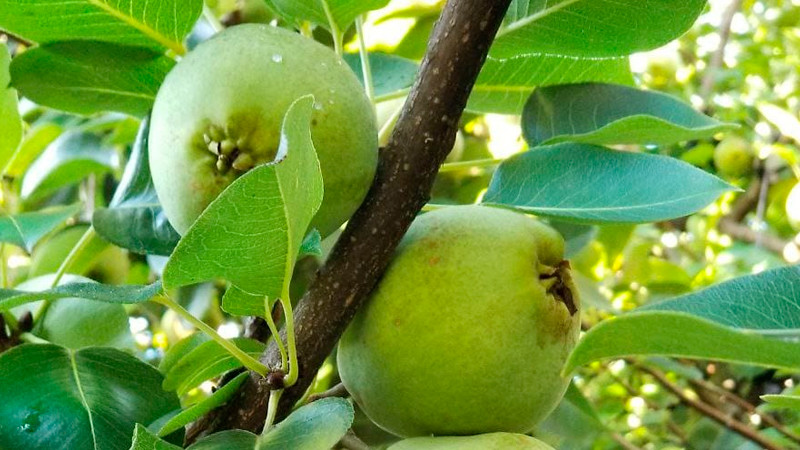 Ucareo celebrará la edición 47 de la Feria de la Pera