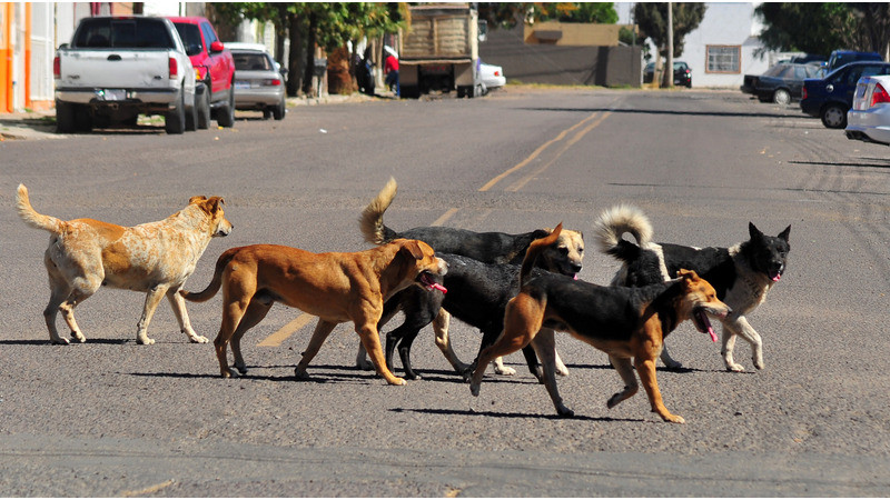 CEDH investigará posible envenenamiento copioso de perros en Paracho 