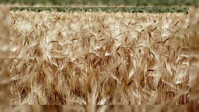 Michoacán mantiene quinto lugar nacional en producción de trigo: Sader