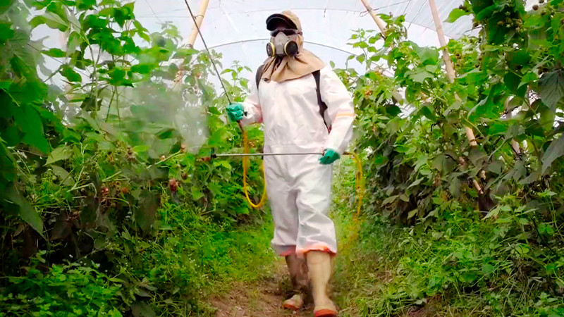 Emite Salud Michoacán recomendaciones para evitar intoxicaciones por plaguicidas 