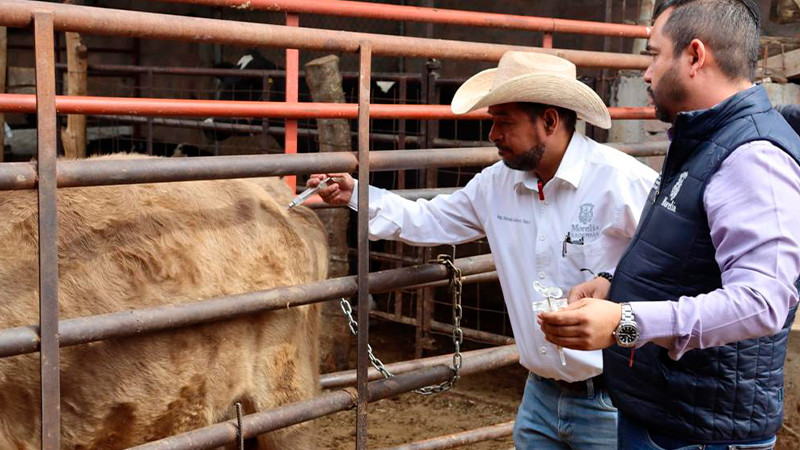 Gobierno de Morelia aplicó con éxito más de 4 mil 500 dosis para prevenir enfermedades en ganado