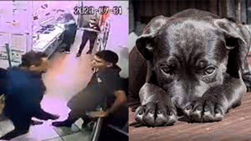 Denuncian a atacante de empleado de Subway por asesinar a golpes a un perro 
