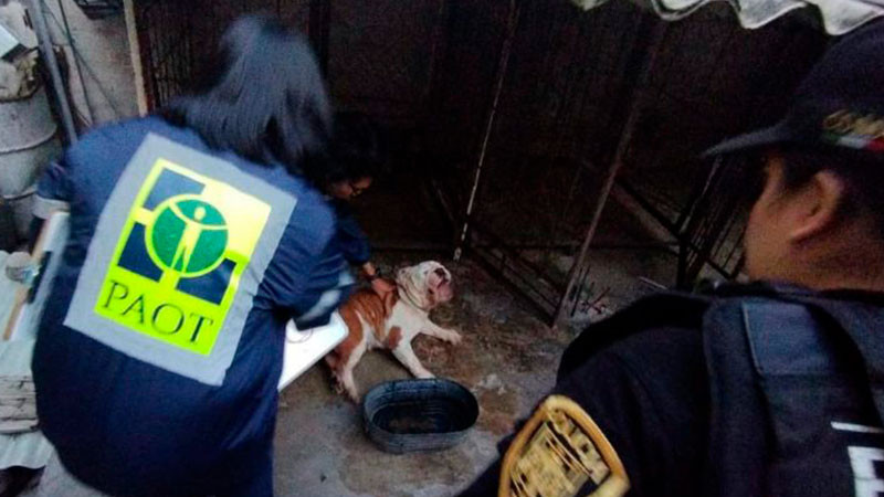 Rescatan a 25 perros de un criadero en la Álvaro Obregón, CDMX 