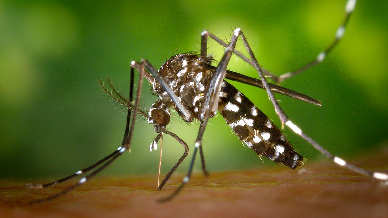 ¡Atento! Conoce cuáles los síntomas del dengue y cómo se transmite: SSM