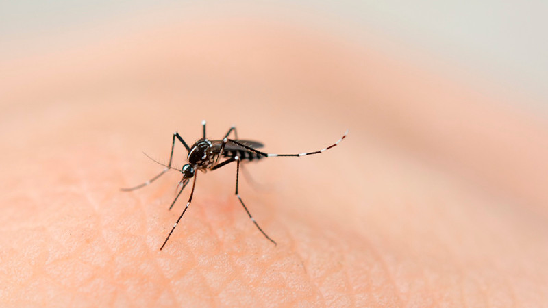 Salud Michoacán mantiene acciones permanentes contra el dengue