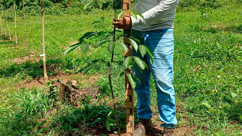 Cuenta México con potencial productivo para el cultivo de hule 