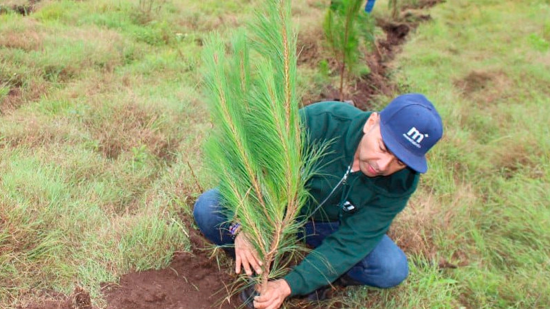 Con 2 mil árboles, Gobierno Municipal creó nuevo bosque en Santiago Undameo 