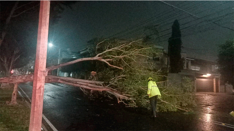En Querétaro, cierran vialidad tras caída de árbol derivado de las intensas lluvias 