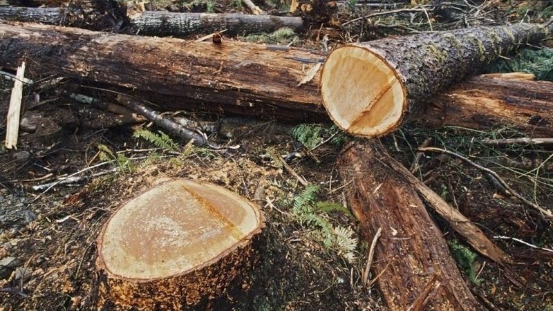 Vinculan a proceso a dos presuntas responsables de tala ilegal en el municipio de Nahuatzen 