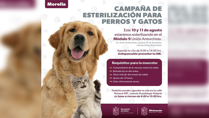 Anuncia SSM campaña de esterilización canina y felina en Morelia 