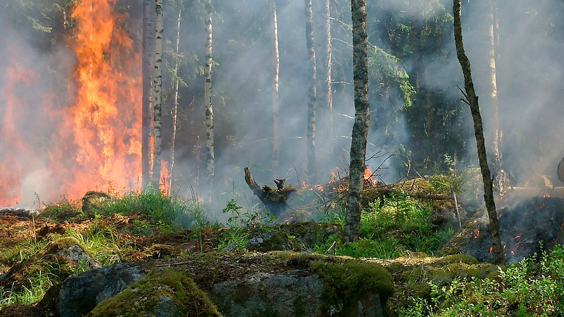 Se reportan al menos 6 muertes por incendios forestales en Hawái 