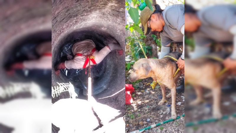 Rescatan a perrito que cayó en pozo de 10 metros de profundidad en Motul, Yucatán 